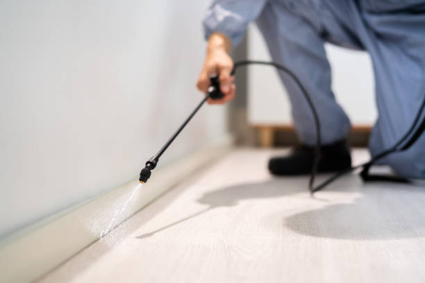 Flea Control Services in Despard, WV