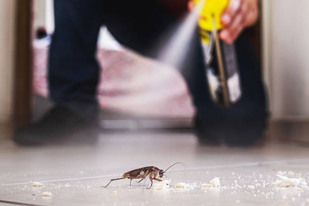 Best Affordable Pest Control Services  in Despard, WV