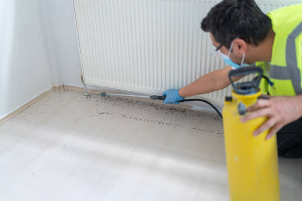 Best Pest Prevention Services  in Despard, WV